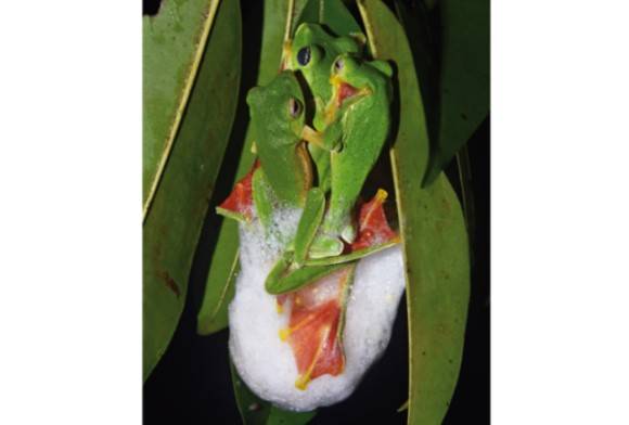 Malabar Gliding Frog Rhacophorus Malabaricus