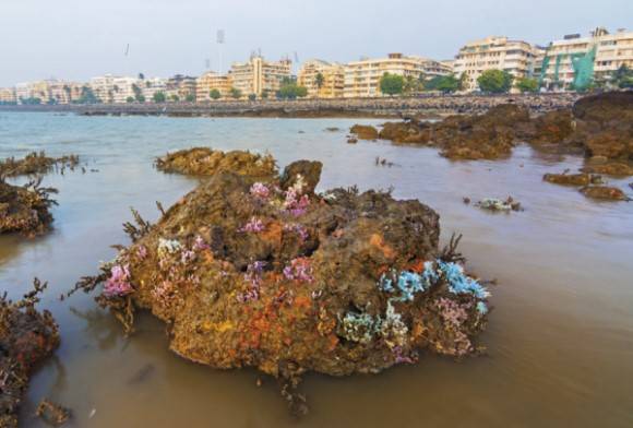 Sea sponges