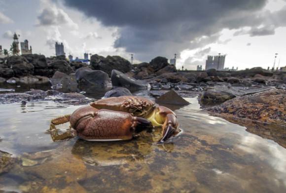 Maroon Stone Crab