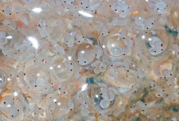 Squid Eggs