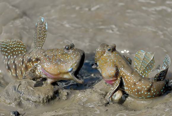 Mudskippers