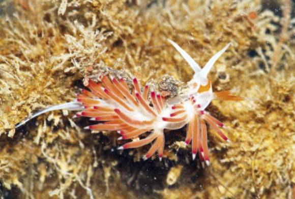 Cratena Sea Slug