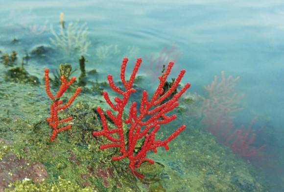 Sea Fans