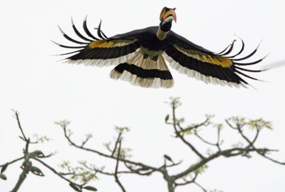 Great Hornbill