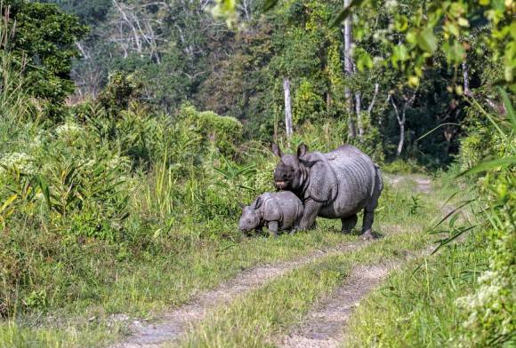 Greater One-horned Rhinoceros
