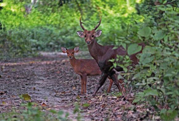 Hog deer