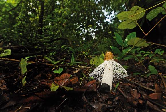 Veiled stinkhorn
