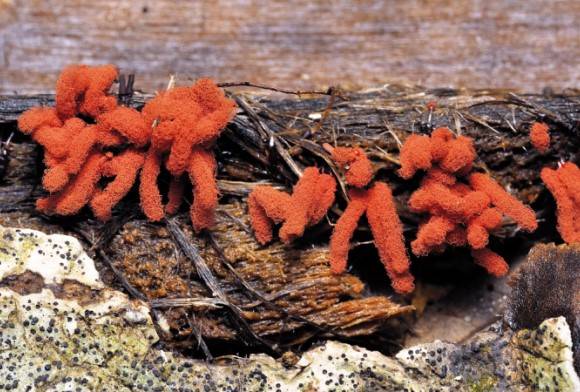 Carnival candy slime mold