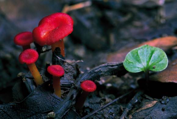 Waxy cap mushroom