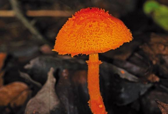 Scaly tangerine