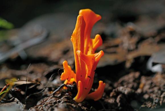 Flame fungus