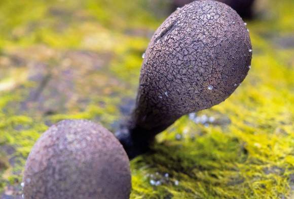 Glutinous earth tongue