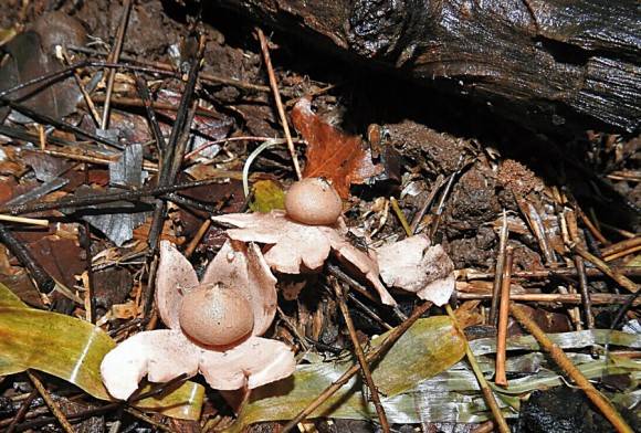 Earth star