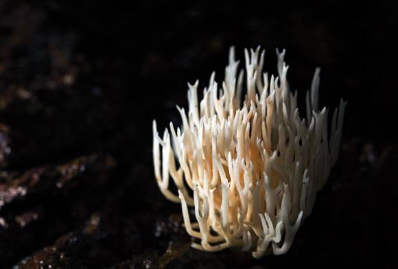 White coral mushroom