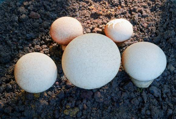 Puffball mushroom