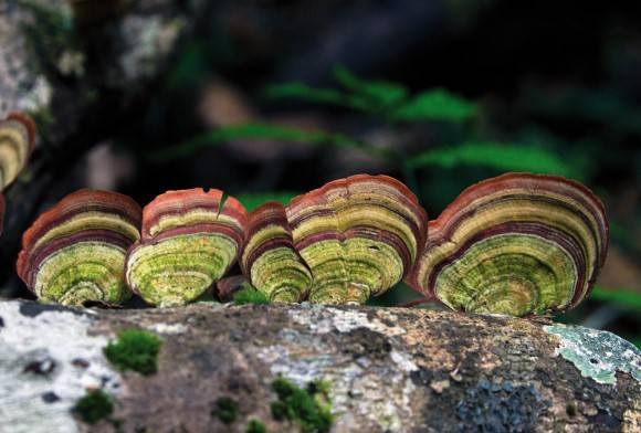 Turkey tail