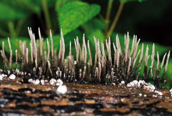Candlesnuff fungus