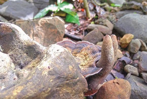 Deadmans fingers