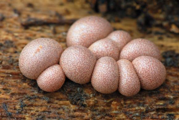 Pearshaped puffball