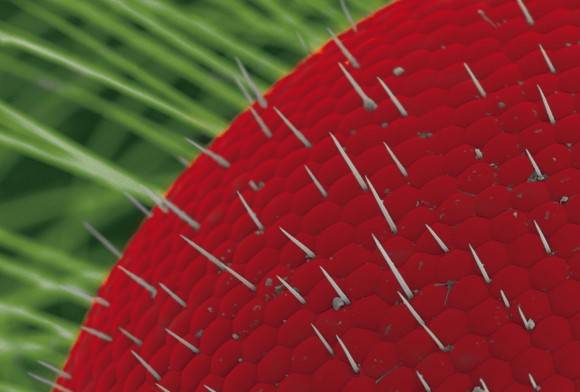 Compound Eye of a Fly