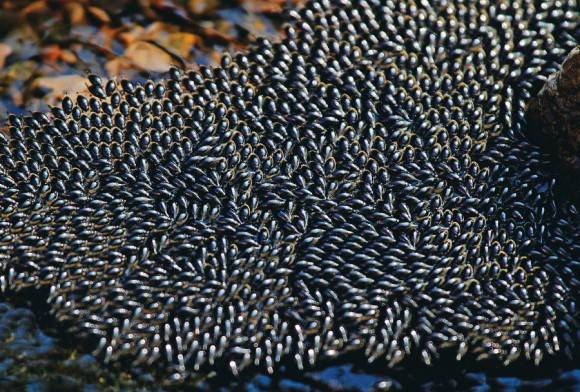 Whirligig Beetles