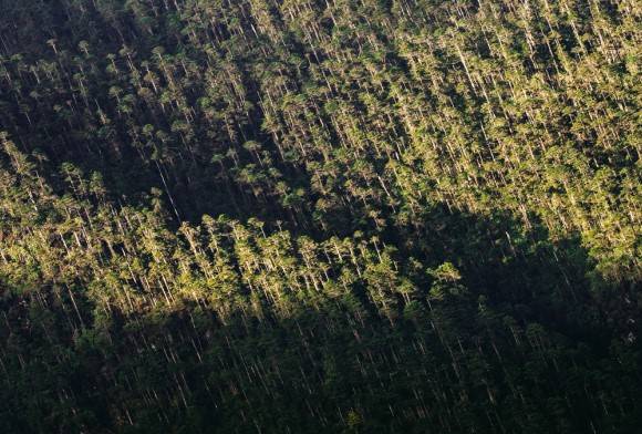 Forest Fractals