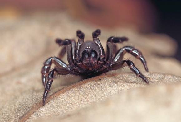 Trapdoor Spider