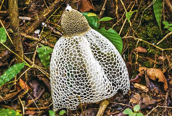Mushroom Kurandi