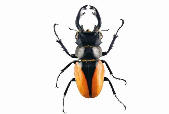 Stag beetle Odontolabis sp.