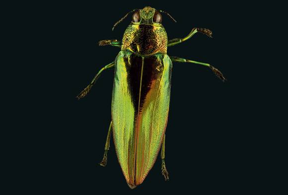 Metallic wood boring beetle